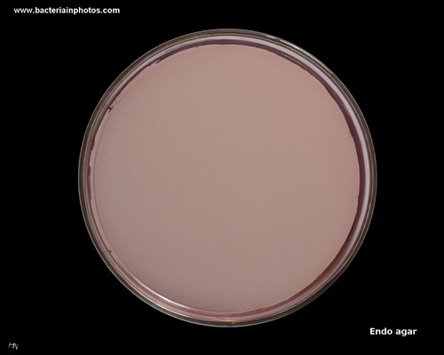 plate with Endo agar
